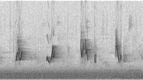 Shotgun microphone recording of a Red-eyed Vireo