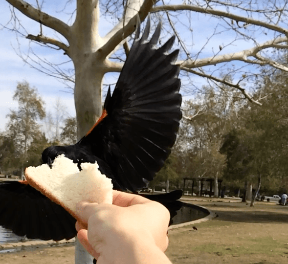 Feeding flying gulls and blackbirds at the park in slow motion