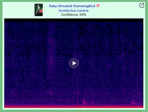 Each detection is accompanied by a spectrogram and a confidence score in birdnetpi