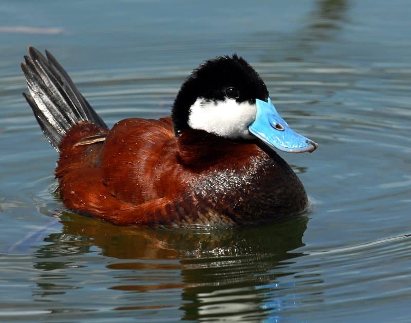QUIZ: What Kind of Duck Are You?