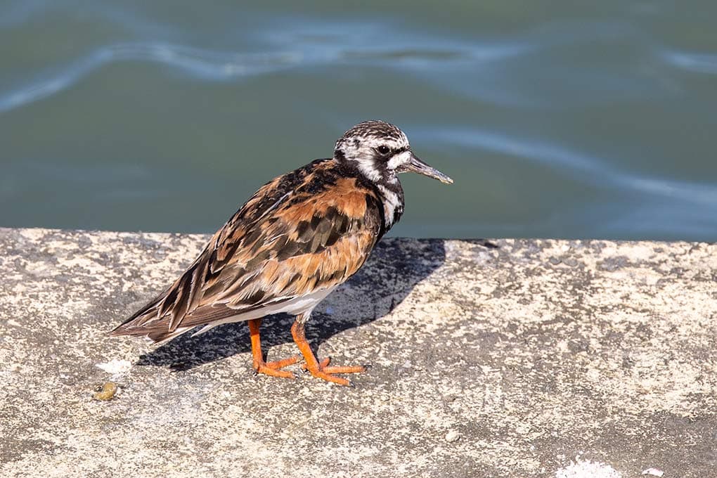 ruddy turnstone next to marina water
