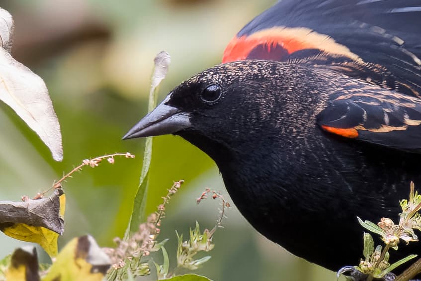 How to remove noise from bird photos