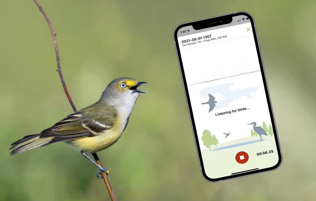 Identify bird songs using your phone with Merlin
