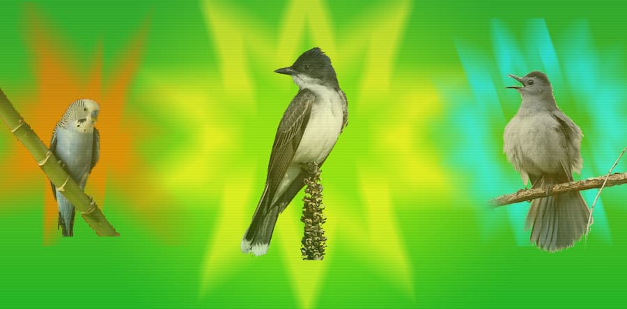 What Was Your "Spark Bird?"