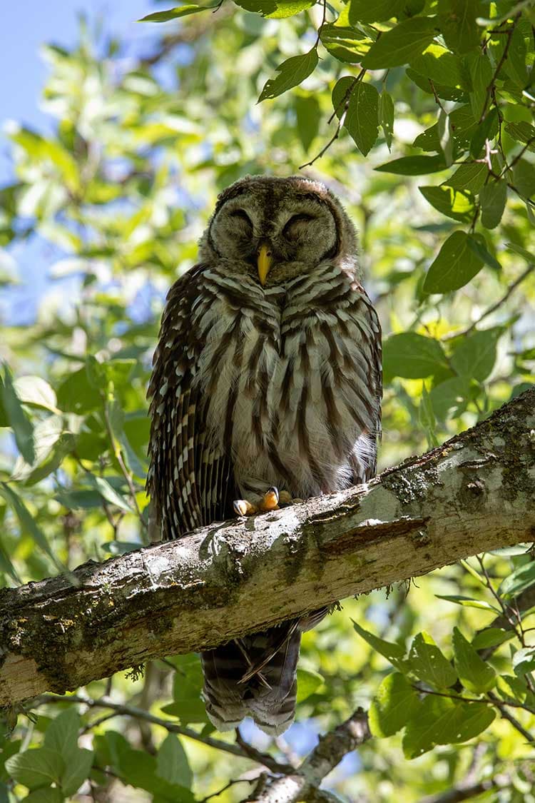 The Best Birding Spots in San Antonio