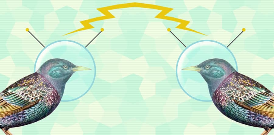 How do bird flocks work?