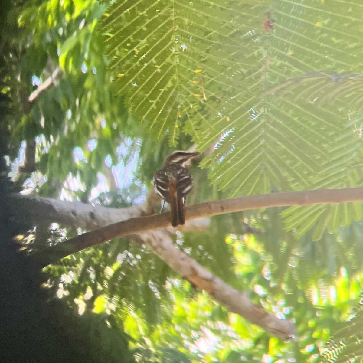 streaked flycatcher