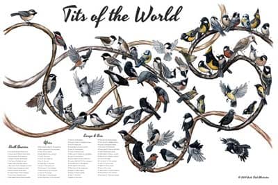 Tits of the World Bird Poster