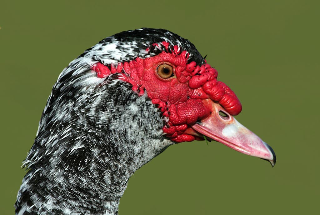 What is that ugly duck at the park called?