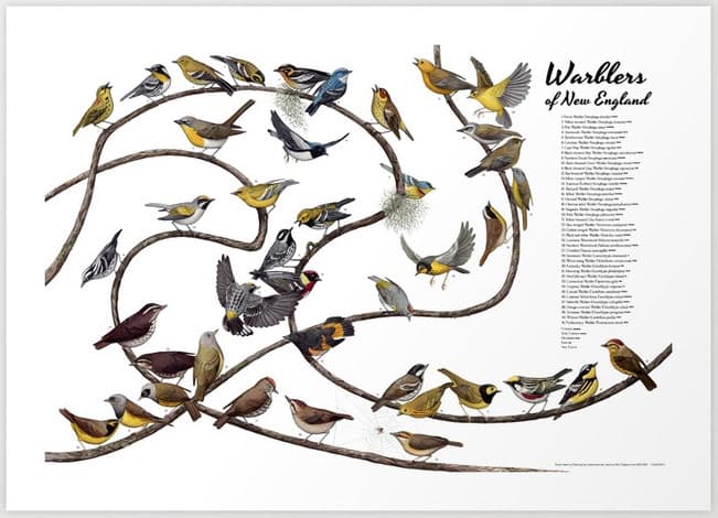 Warblers of New England Bird Poster