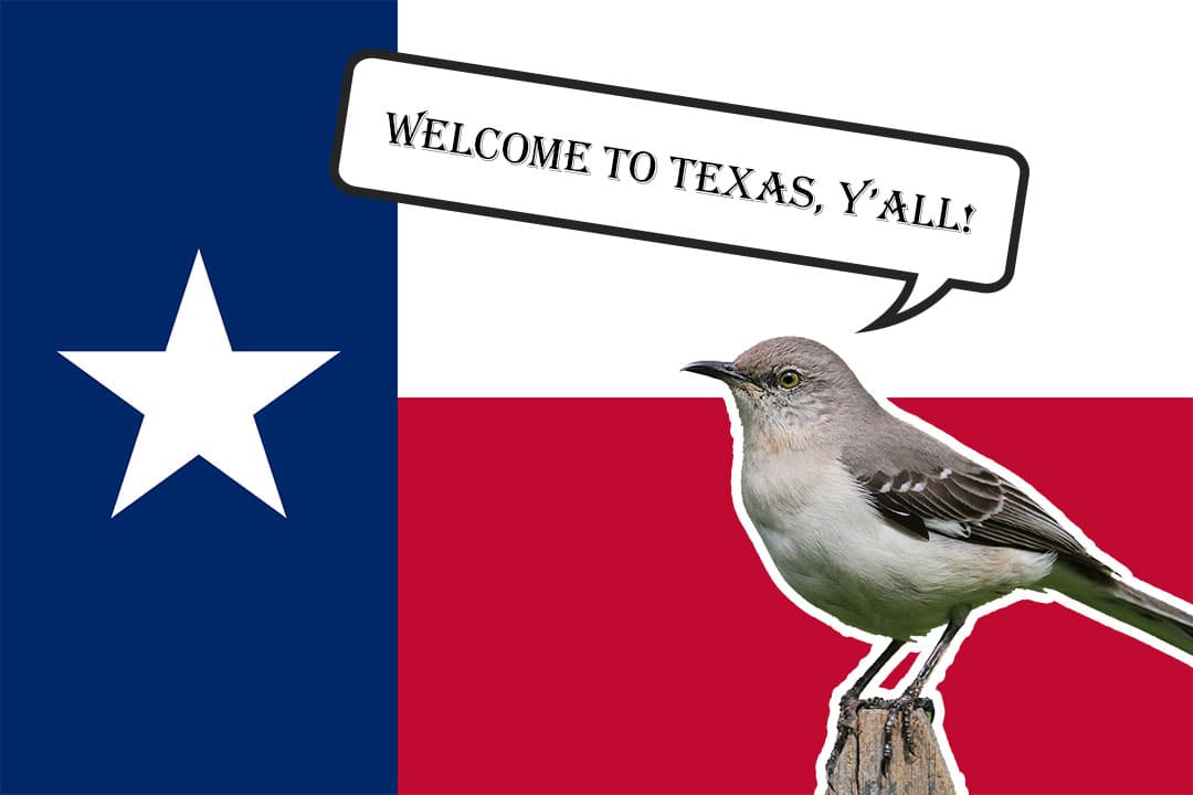 Big Move to the Lone Star State and Meeting the Neighborhood Birds