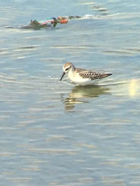 western sandpiper at the la river