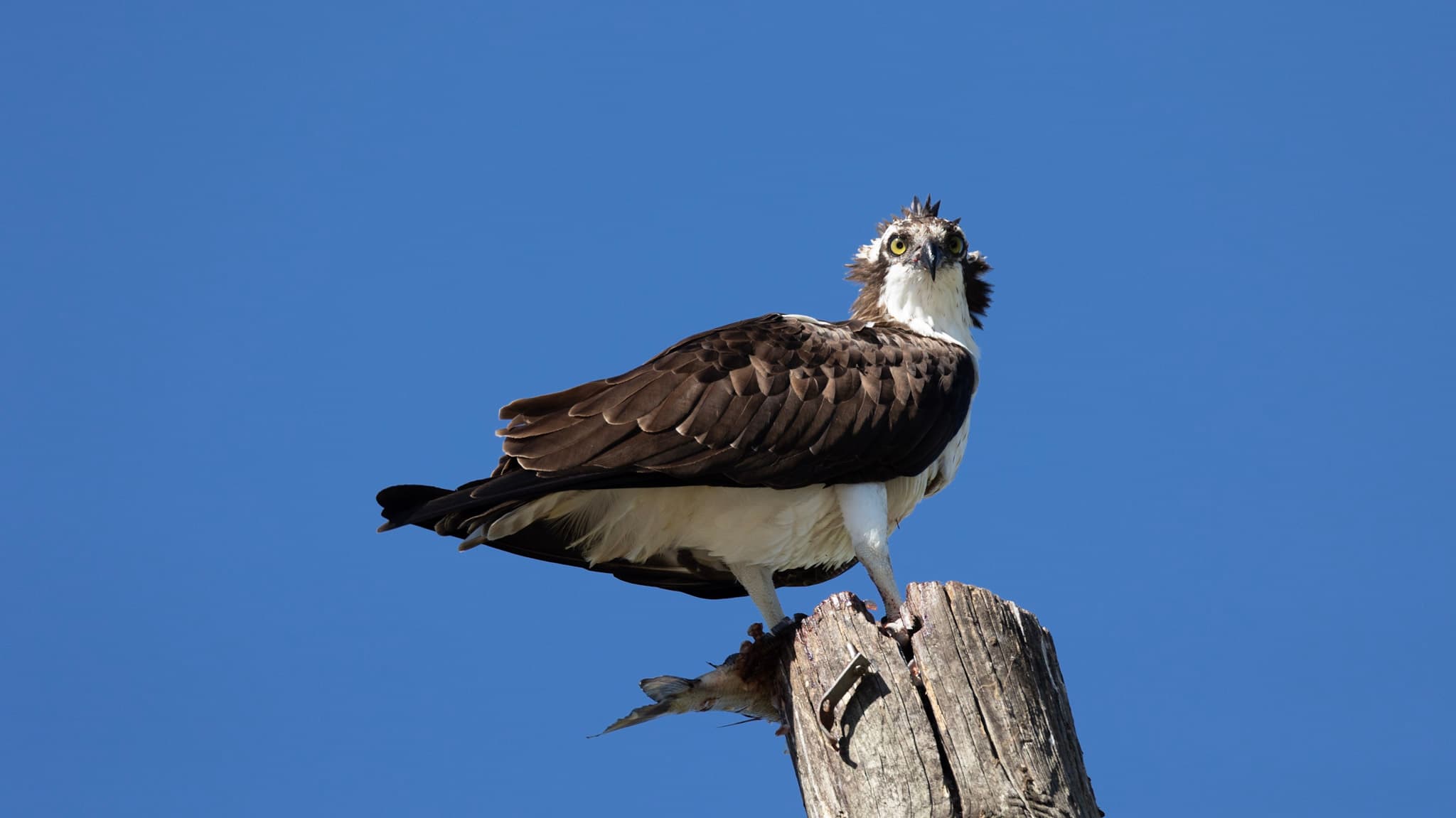 Osprey on top of a utility pole with a fish it’s about to eat. It’s wet and looking at the camera. 