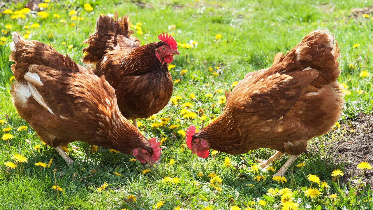 QUIZ: What Kind of Chicken Are You?
