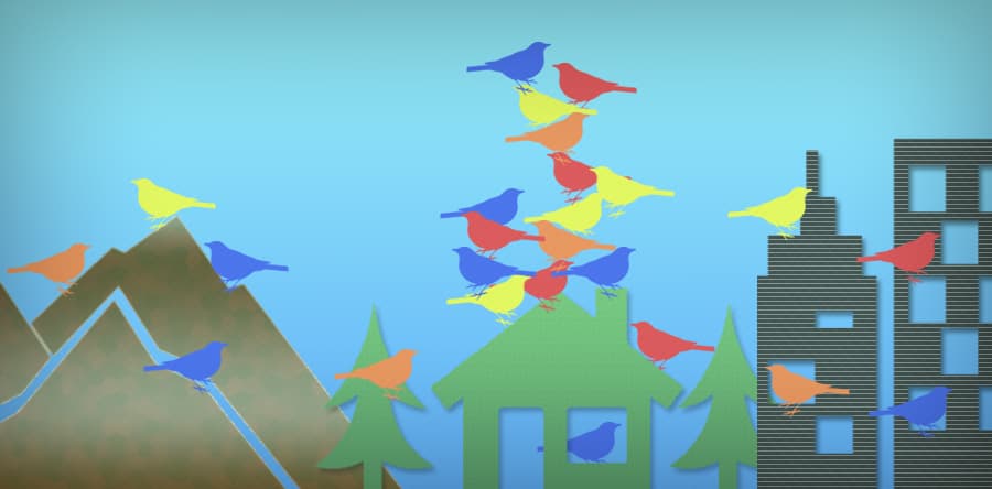 Where to see the most birds?