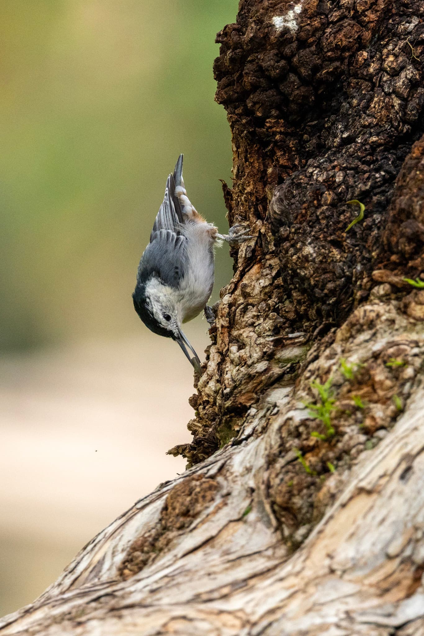Birding at Castaic Lagoon and Summit Park