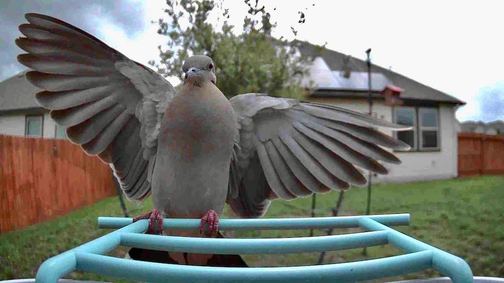 White-winged Dove with wings spread