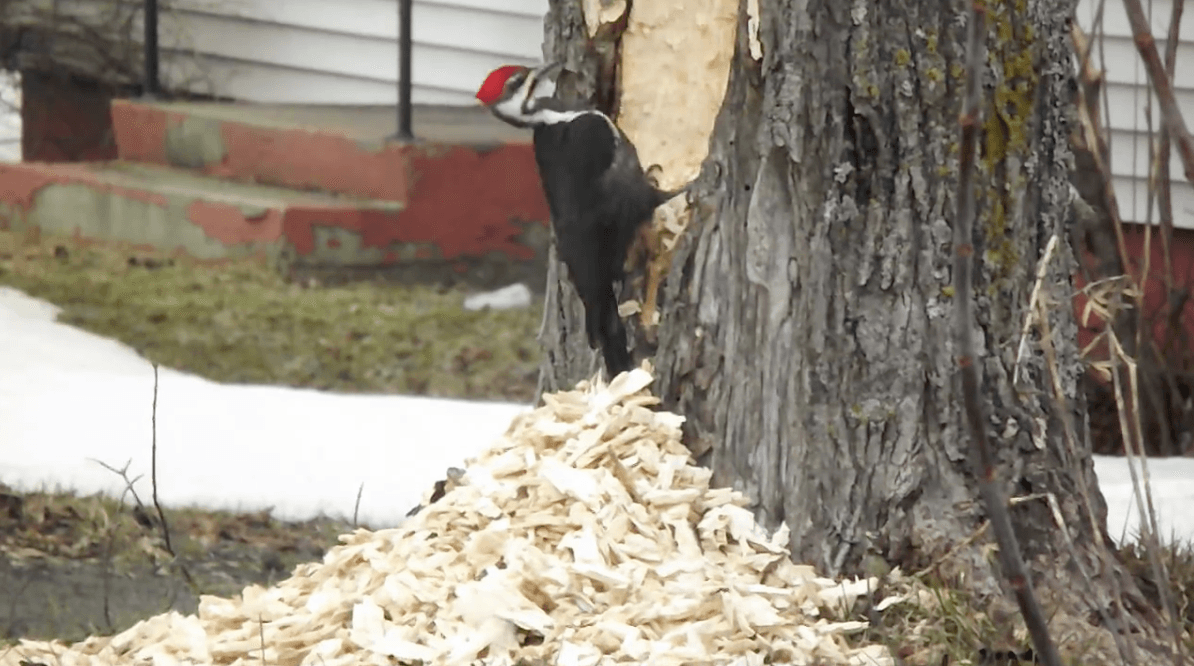 Pileated Woodpecker Absolutely Destroys Tree