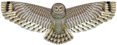 Owl Kite