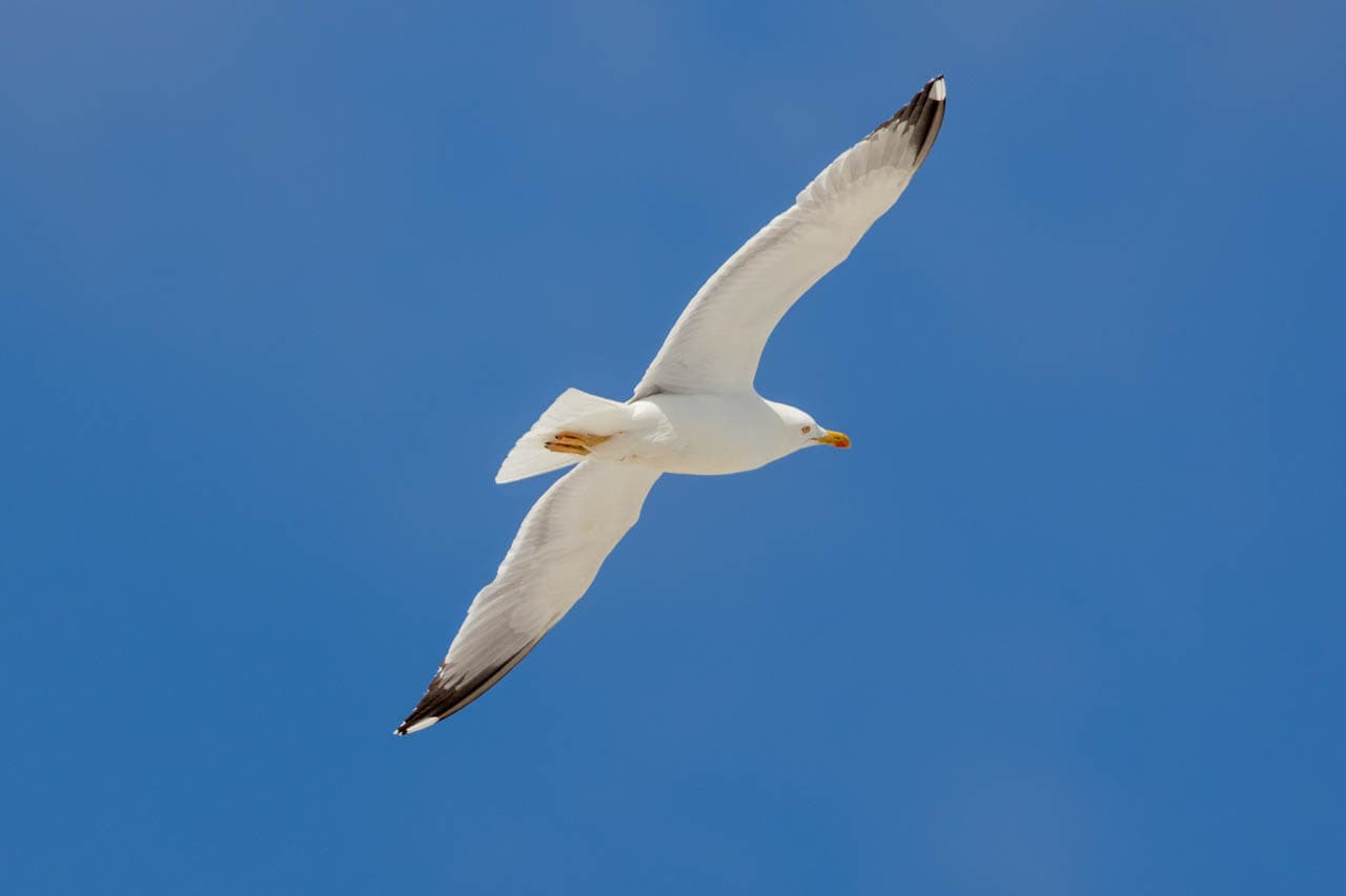 yellow legged gull. Looks like what you imagine when someone says "seagull."