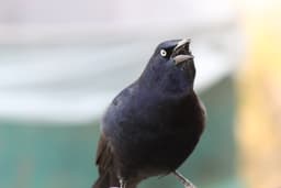 155756381.jpg