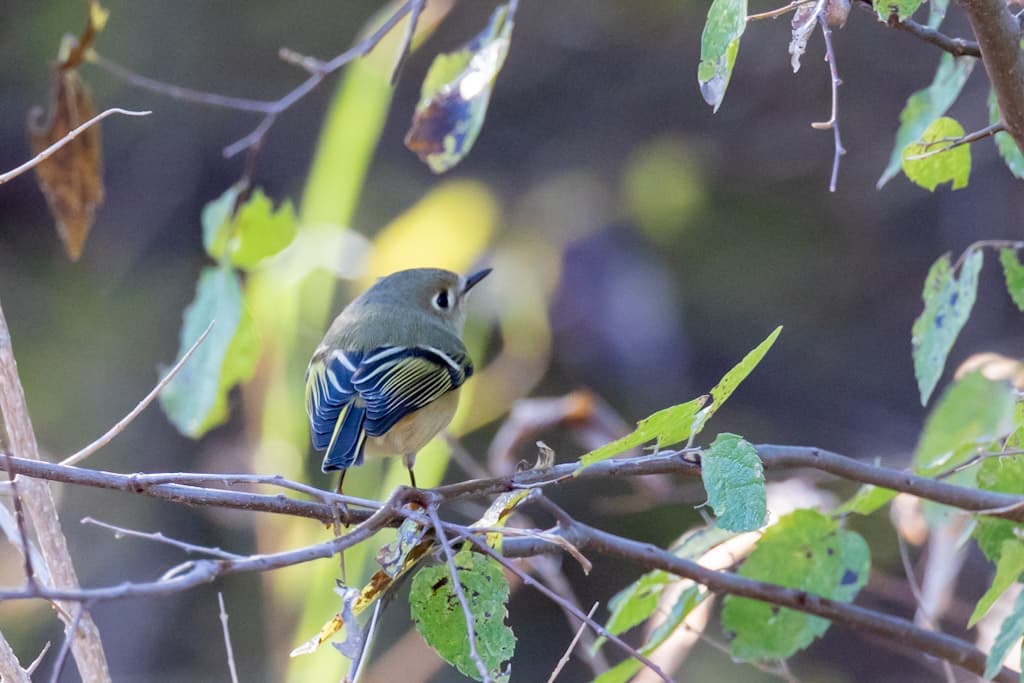 Backside of the Ruby-crowned Kinglet