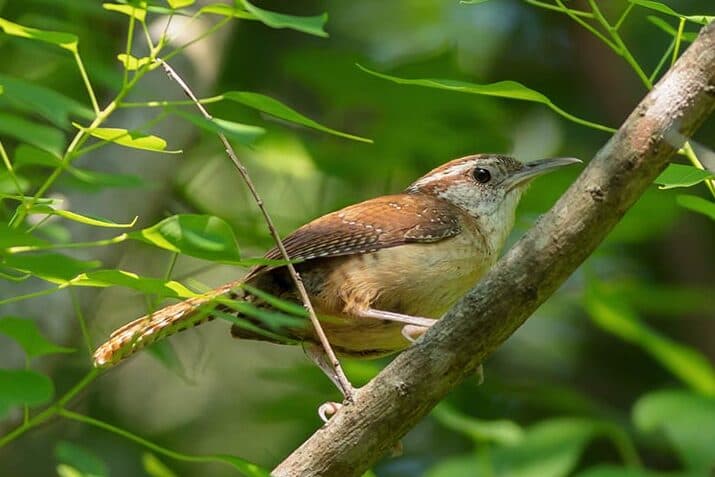 carolina wren on branch