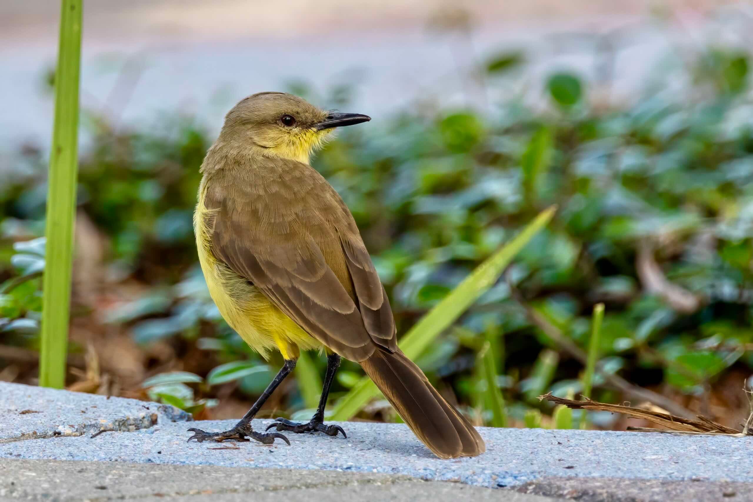 backside of cattle tyrant on sidewalk rare vagrant bird in corpus christi Texas