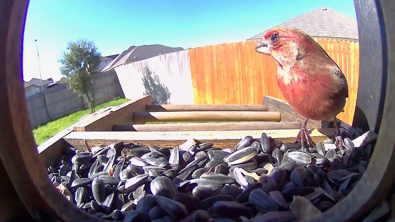 A male House Finch watching the yard in between bites.