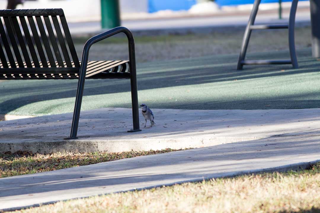 blue jay standing next to a park bench
