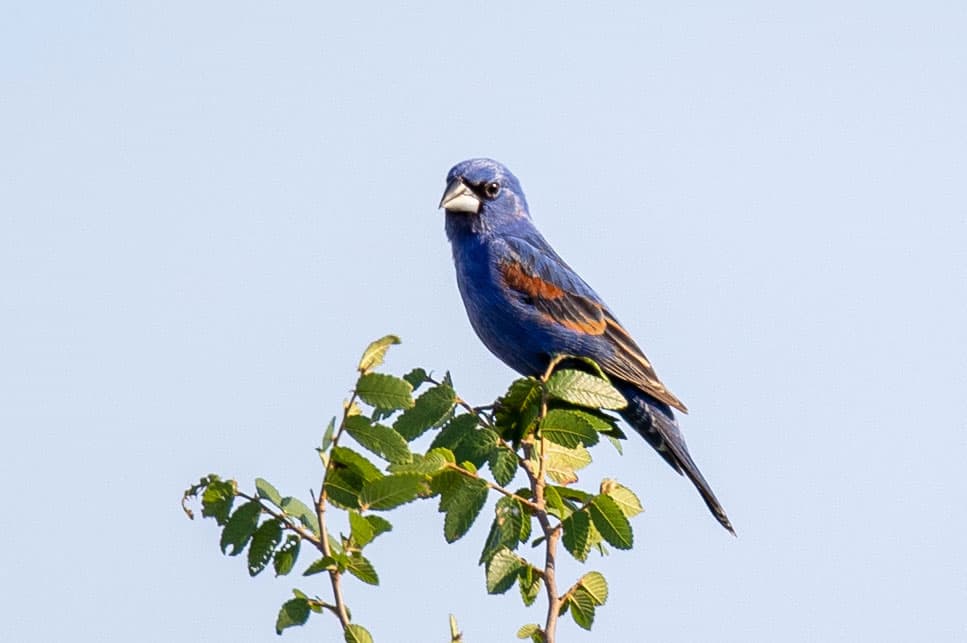 male blue grosbeak on top of tree in boerne texas cibolo nature center