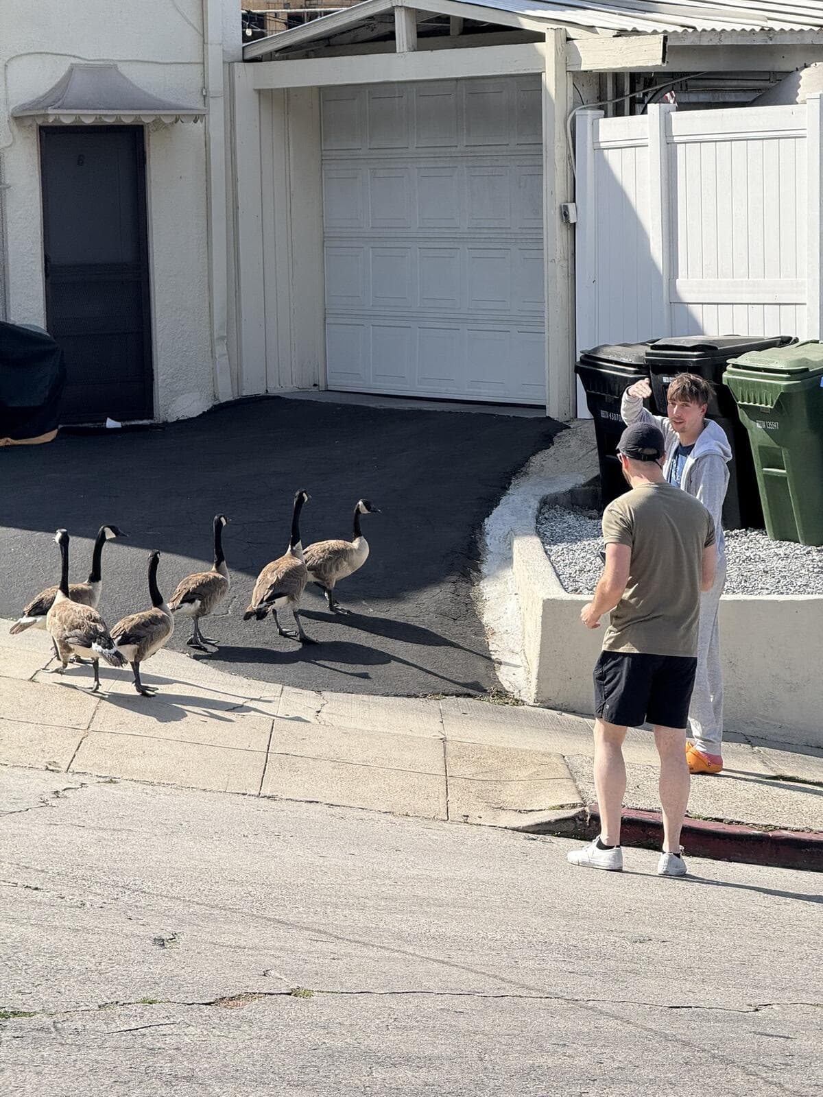 My brother reunited a Canada Goose family and escorted them to the Silver Lake Reservoir