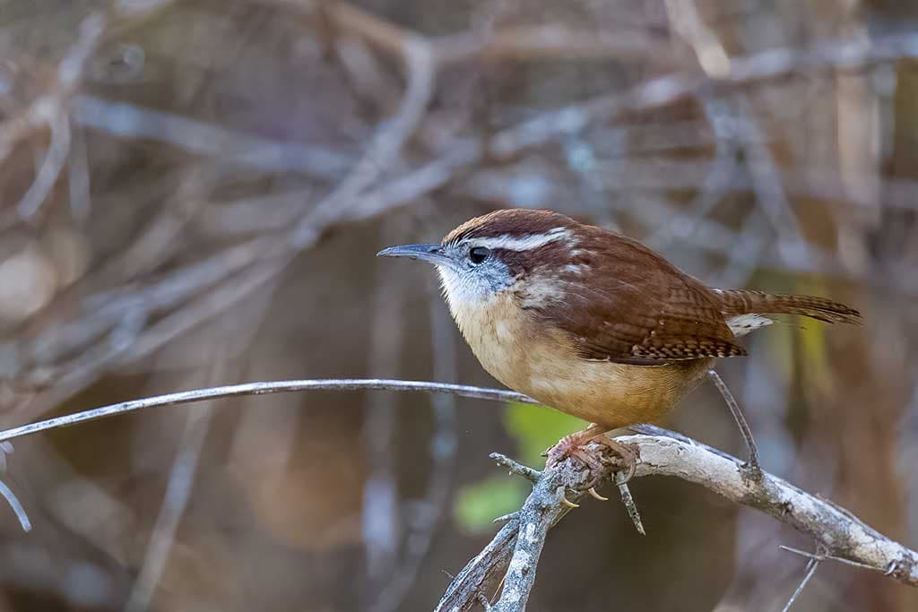 carolina wren shot on canon r6 with rf 100-500mm lens