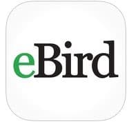 ebird