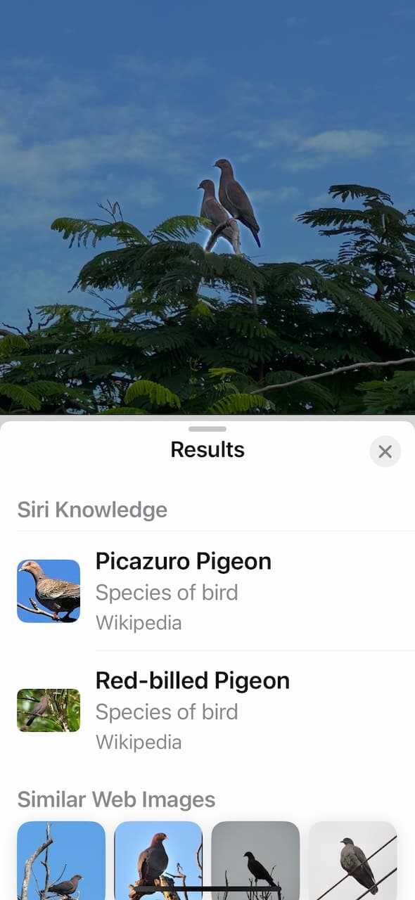 red billed pigeons siri id feature