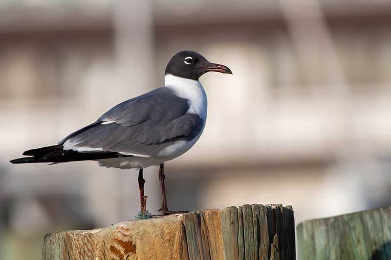 laughing gull on dock facing right