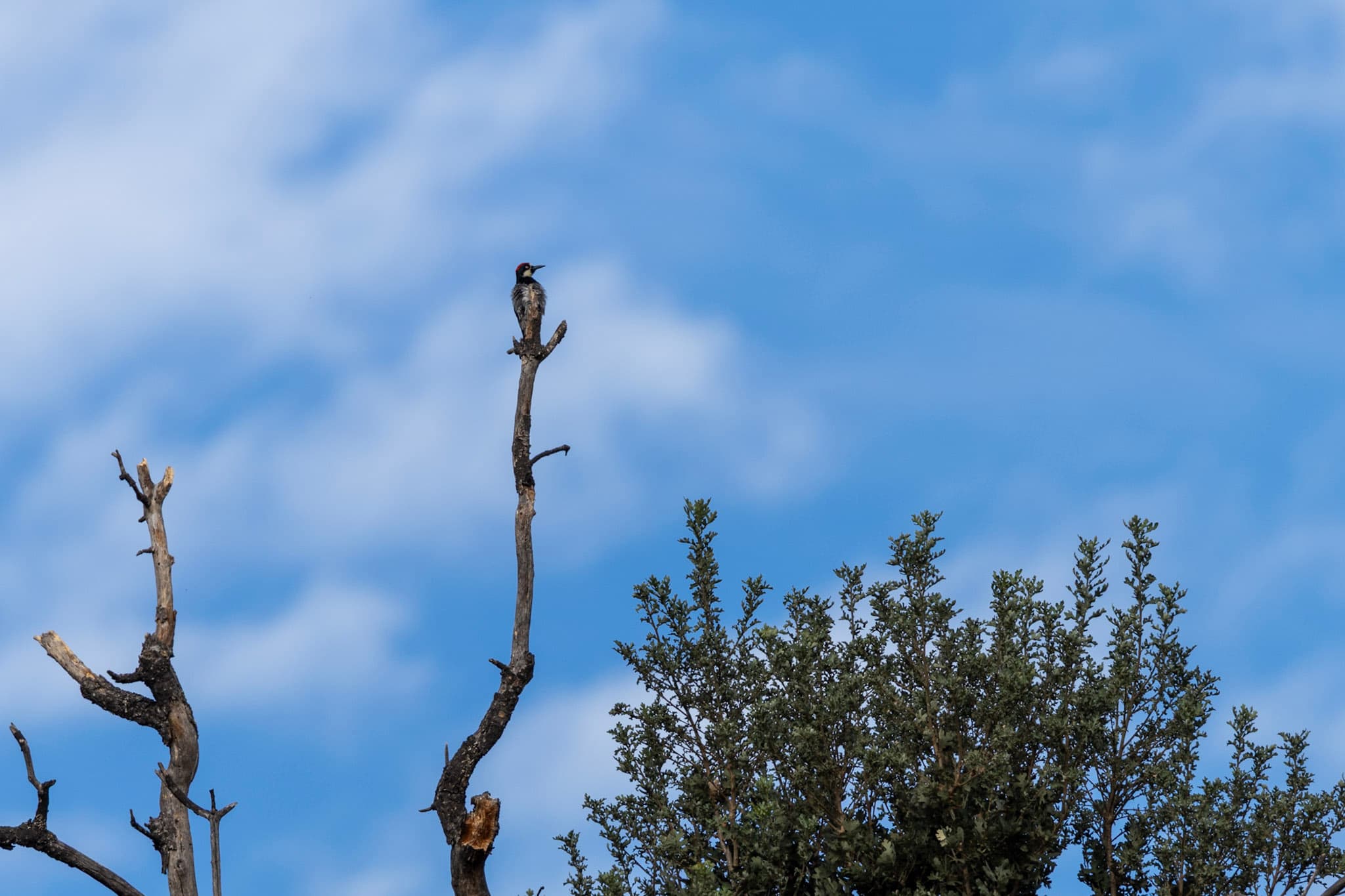 male acorn woodpecker perched on a snag