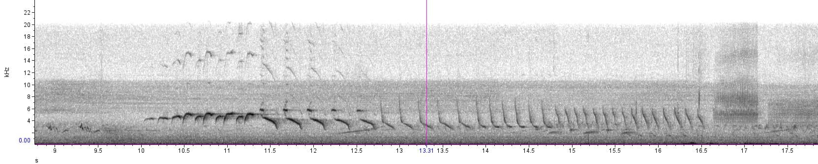 The song spectrogram of the Morelet's Seedeater. Recorded in Cancun, Mexico on July 4, 2022.