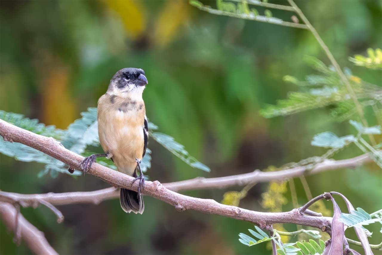 morelet's seedeater on branch facing right