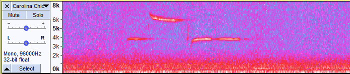 The more vibrant bird song spectrogram