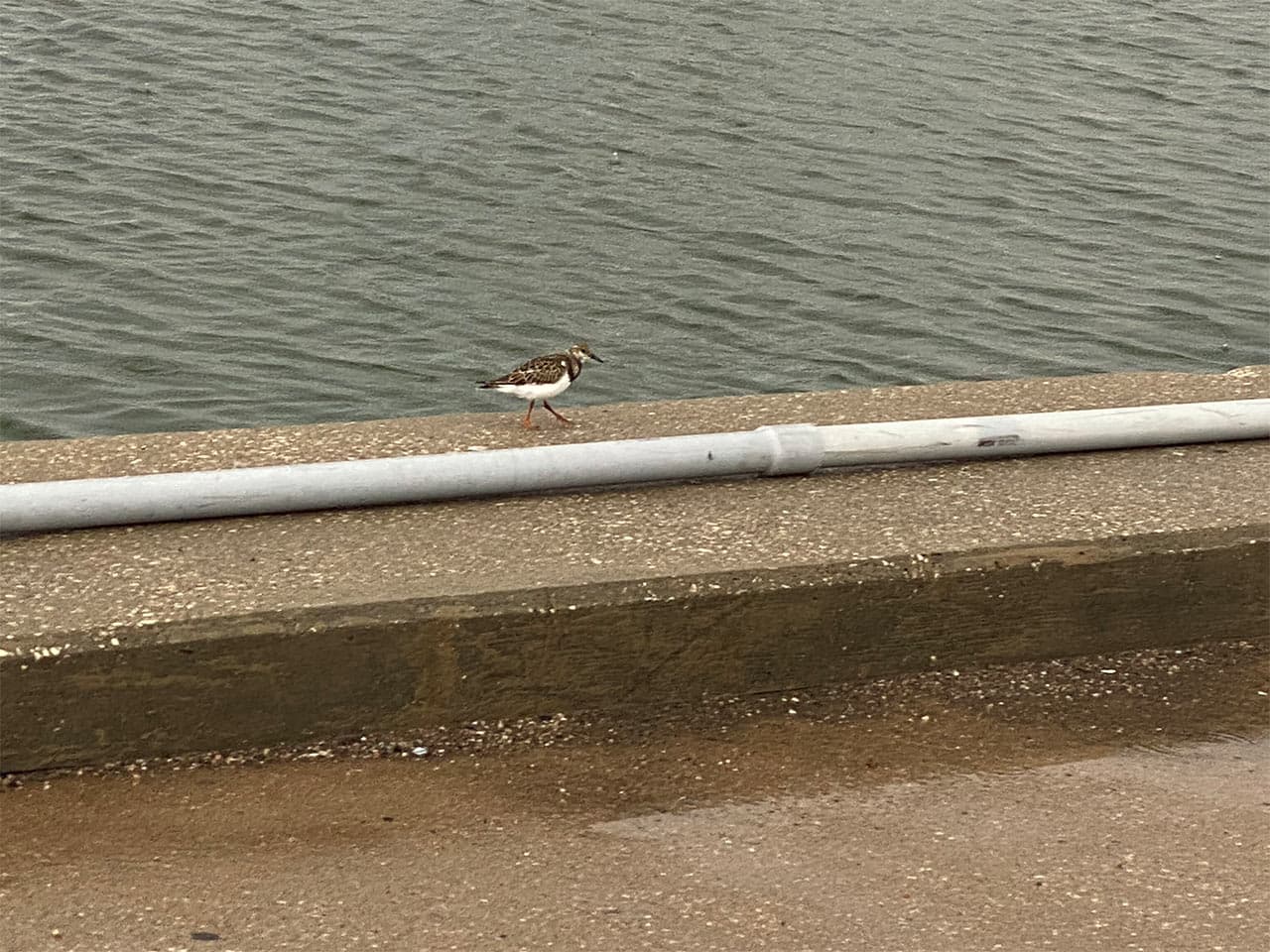 ruddy turnstone non breeding plumage walking on cement