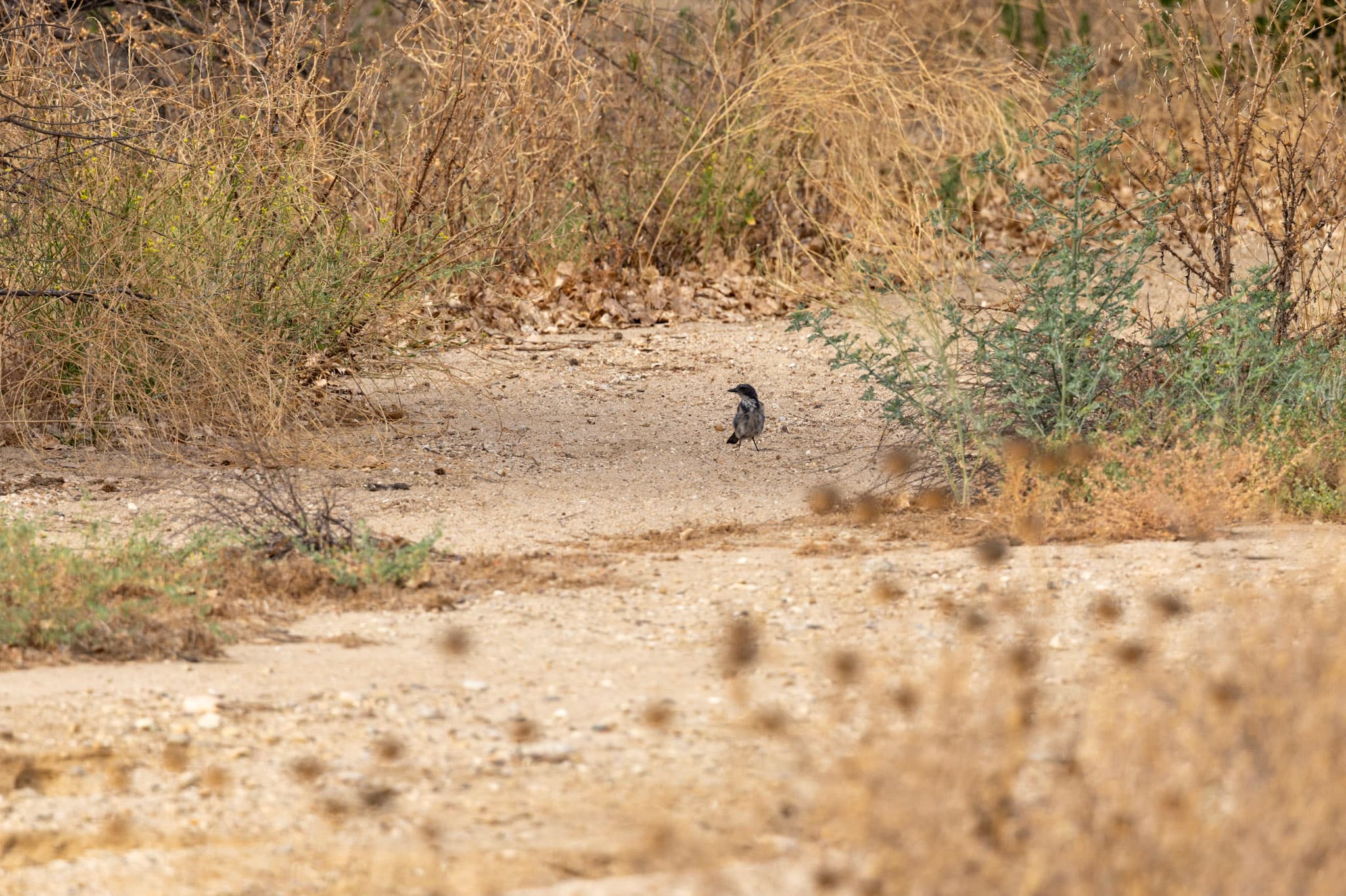 The scrub jay on the ground in its habitat