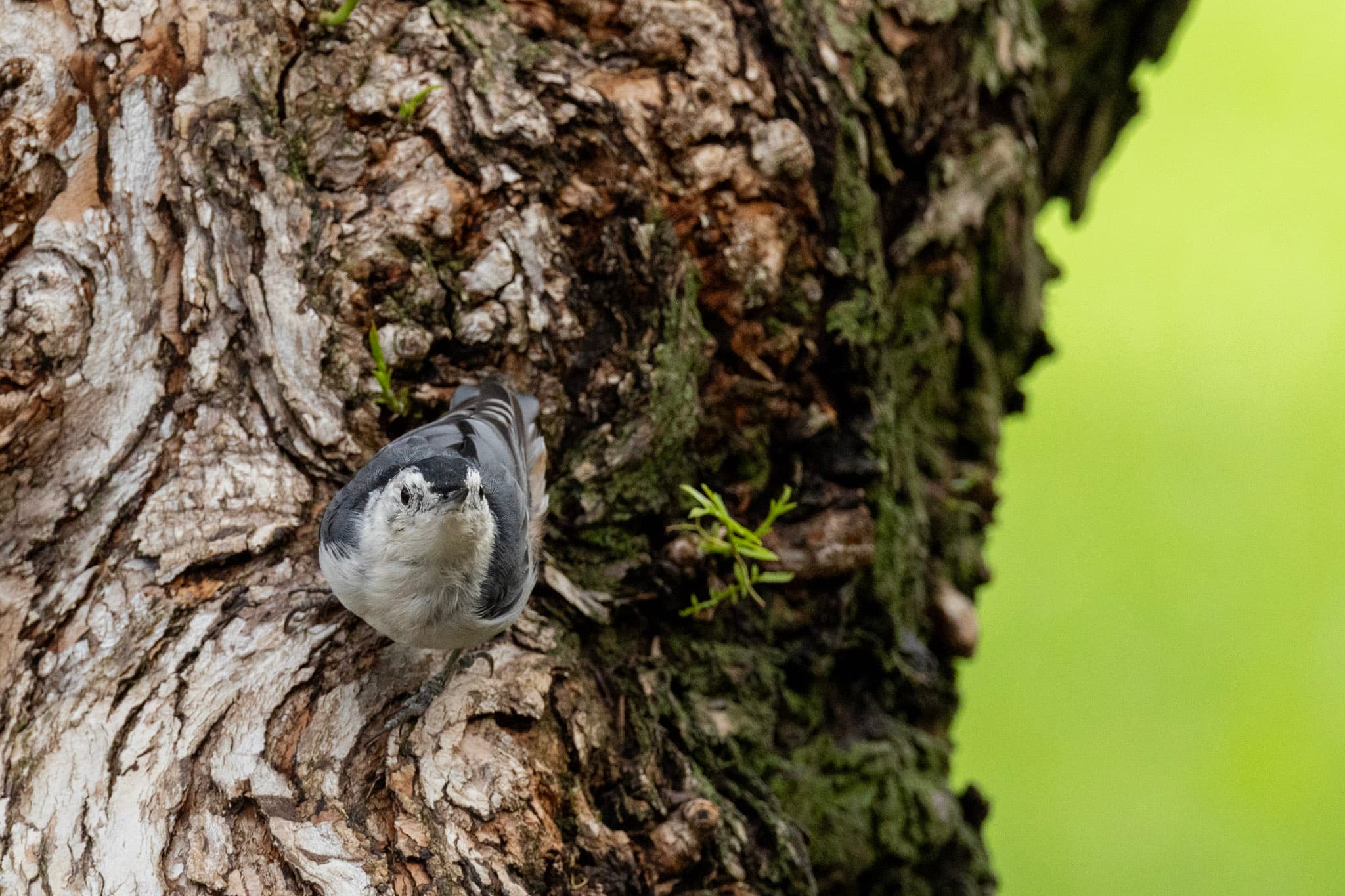 The nuthatch loves to cling upside down.