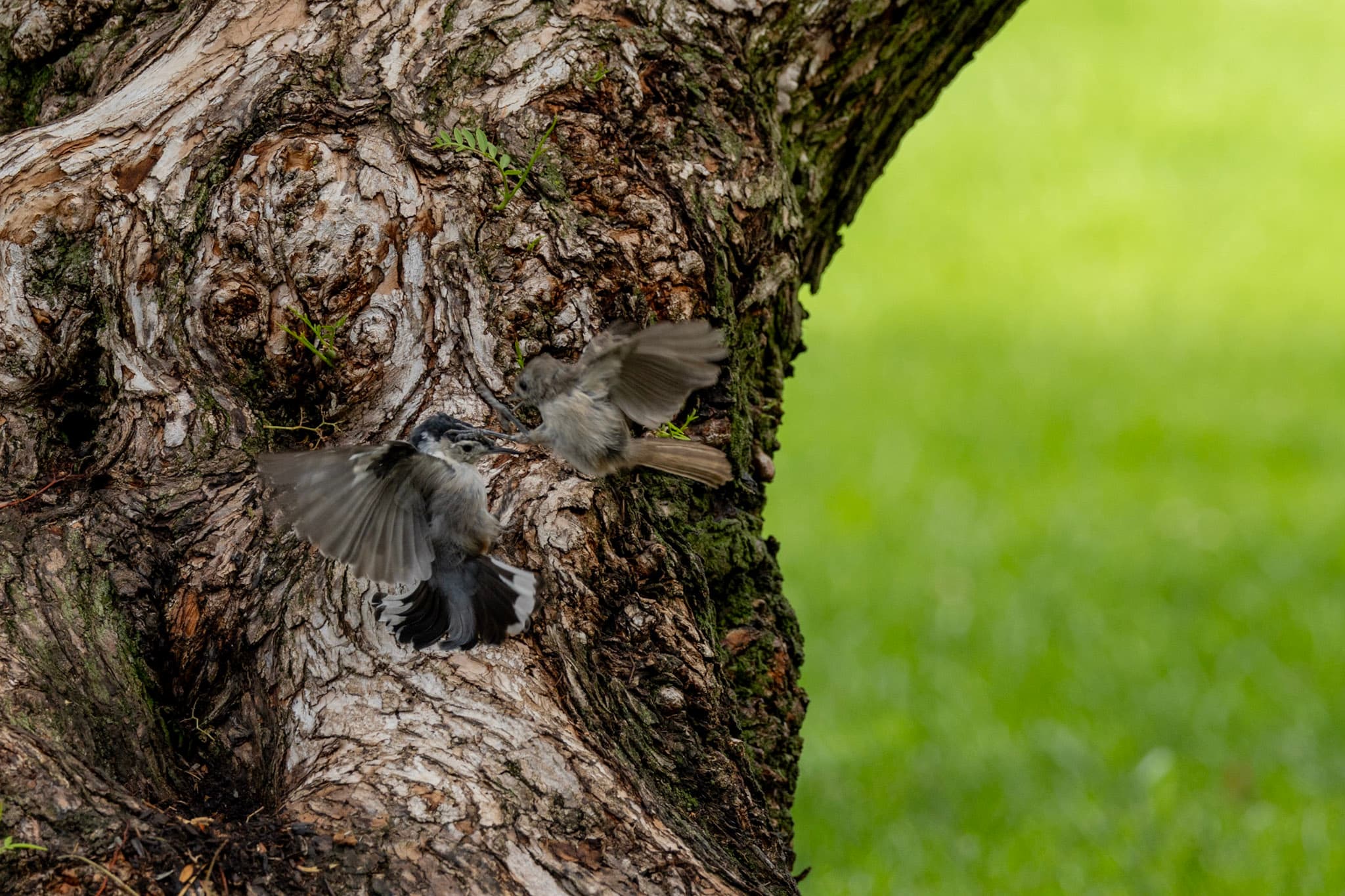 An oaktitmouse with it's claw on the face of a whitebreasted nuthatch