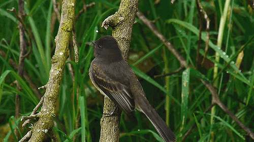 beginner birder