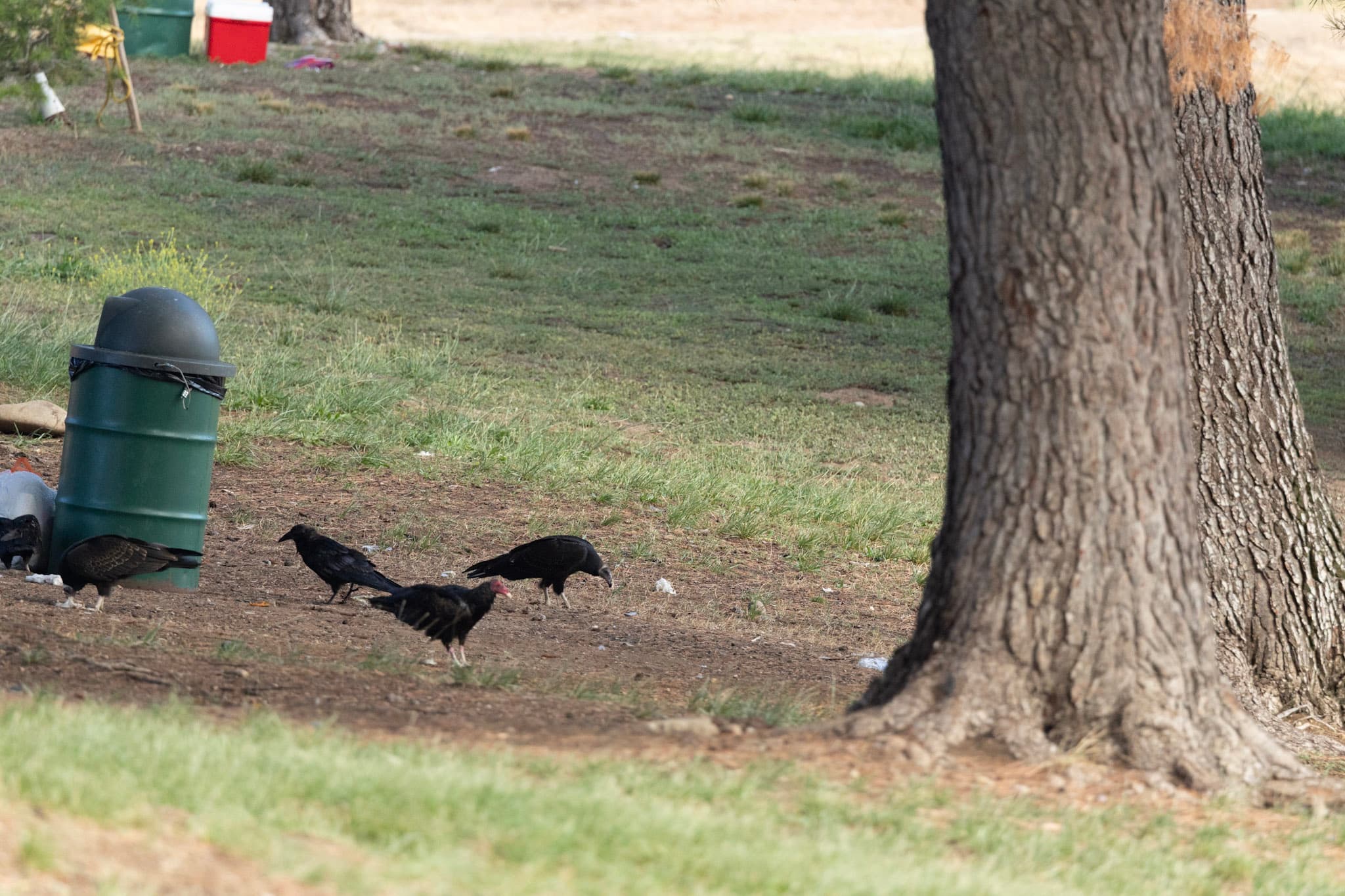 turkey vulture and ravens scavenge on the ground