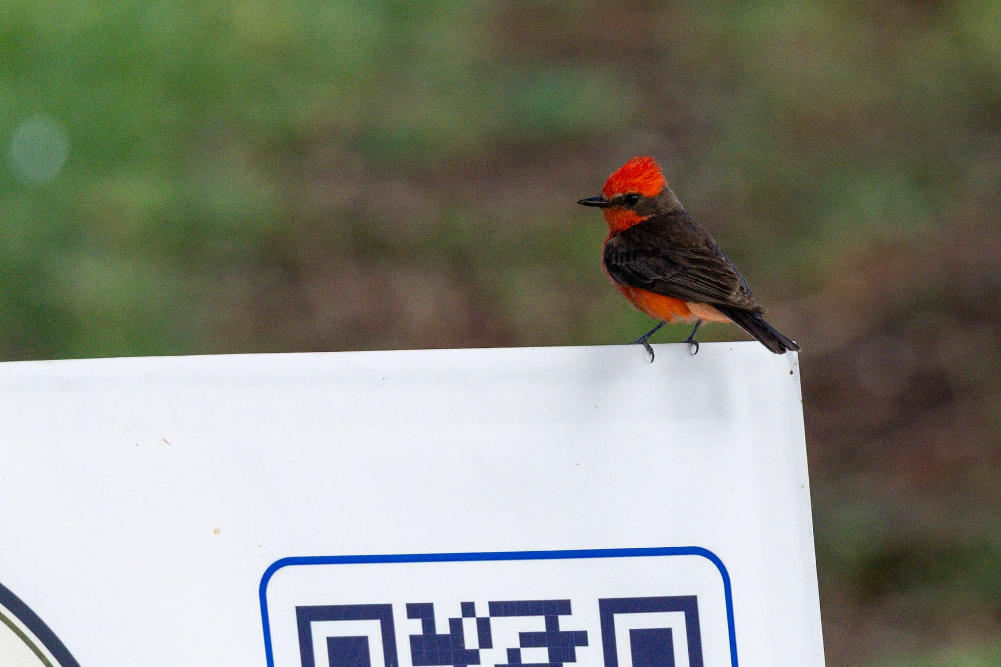 a perched vermilion flycatcher