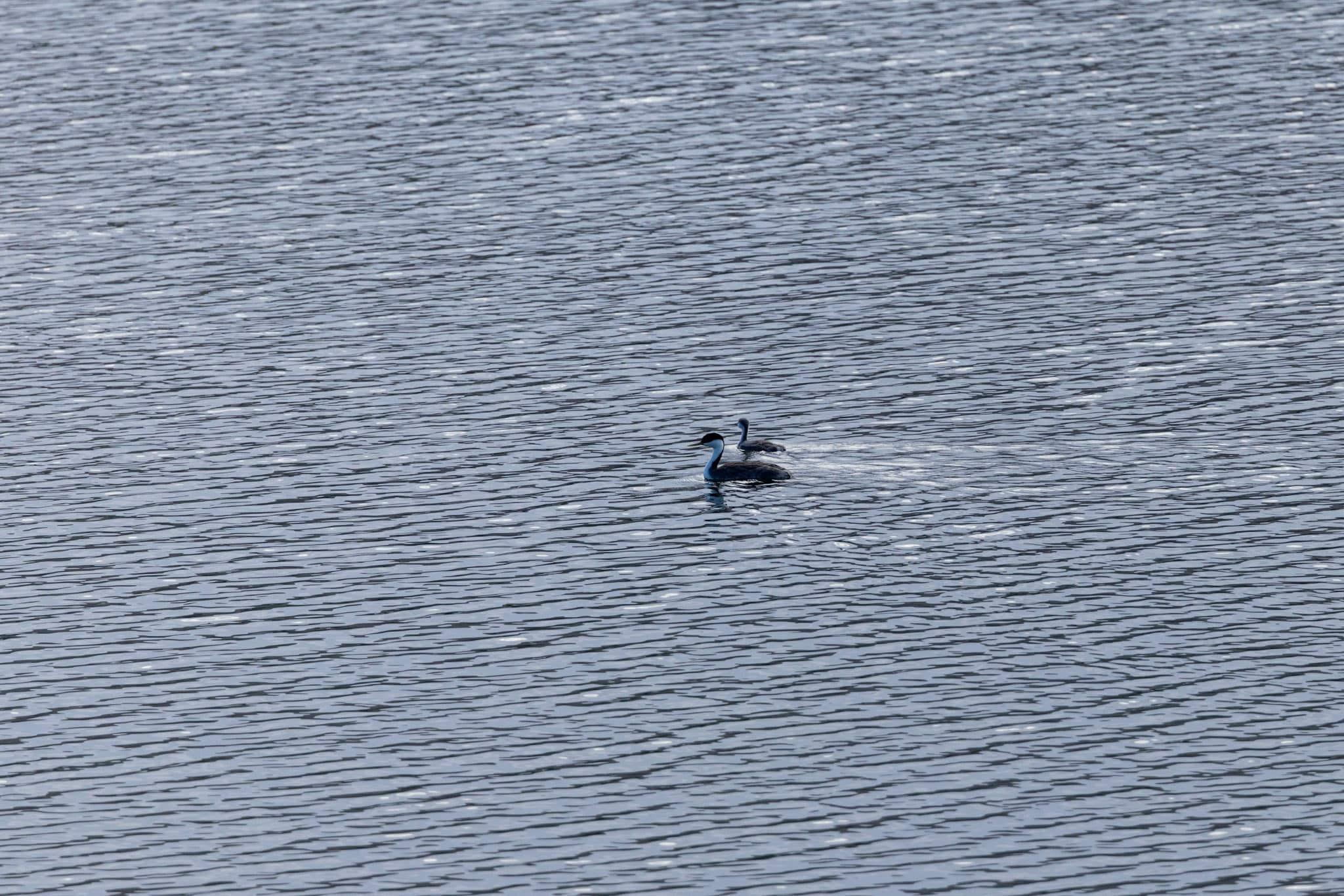 western grebes on castaic lagoon water