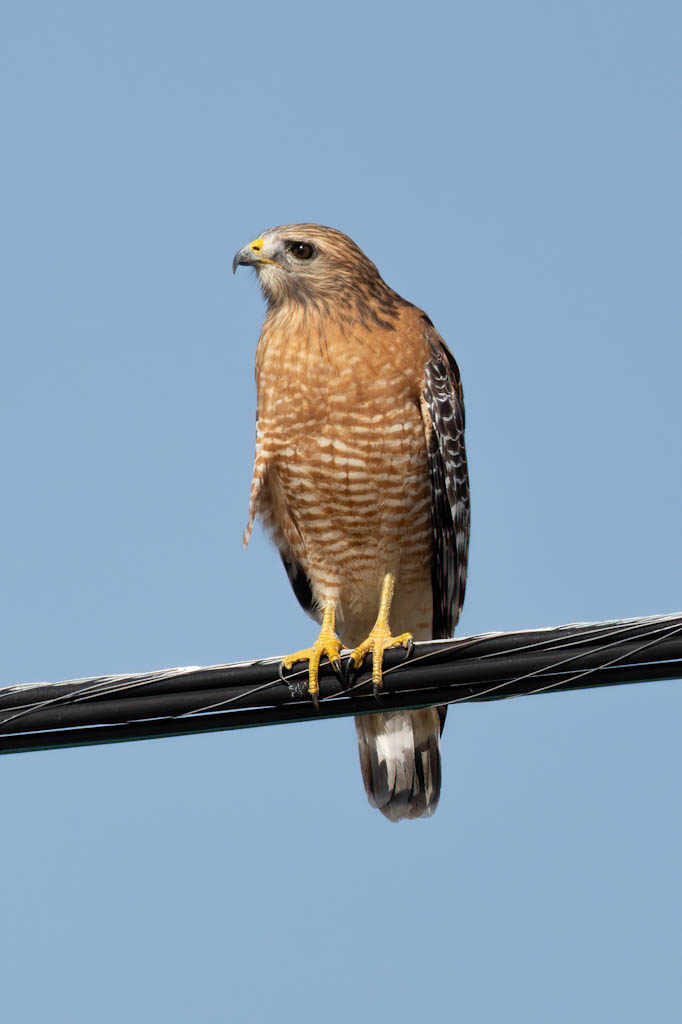 red shouldered hawk on wire