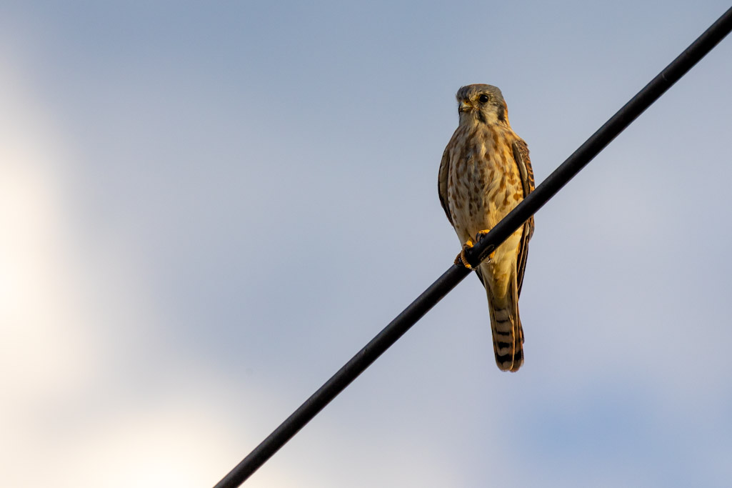 Birding at twilight